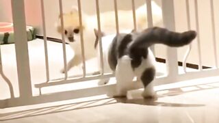 FUNNY VIDEOZ