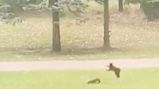 FUNNY VIDEOZ1