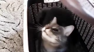 FUNNY VIDEO CAT COMPILATION