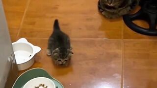 FUNNY VIDEOS