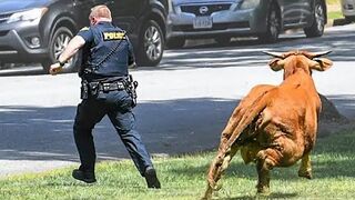 45 Interesting Animal Moments Caught On Camera