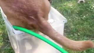 FUNNY DOG SHOWER