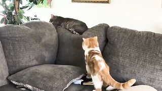 A very understandable meow