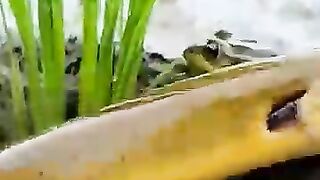 Looking for a fish or eel.. Thanks for watching..!! 15