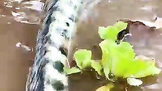 Looking for a fish or eel.. Thanks for watching..!! 16
