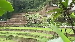 Suasana syahdu di kampung dekat aliran sungai dan hamparan sawah????