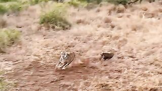 Baby Warthog is Out of Control???? #viralshorts #shorts #animalshorts #ytshorts #wildlife #animal #lion
