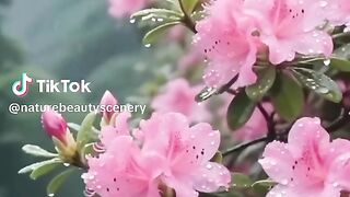 Beautiful scenery of flowers