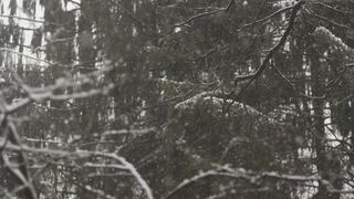 Winter Coat - snowfall | Trending HD Video