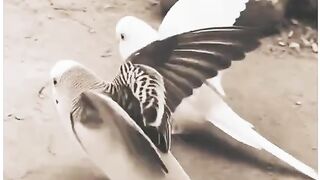 Bird science genius hahahahaha