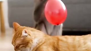 0016_KOT_ ≽^•⩊•^≼