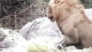 Crocodile vs Tiger & Lion #viralshorts #viralytshorts #shorts #animalshorts #ytshorts #wildlife