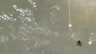 Looking for a fish or eel.. Thanks for watching..!! 19