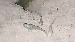Looking for a fish or eel.. Thanks for watching..!! 20