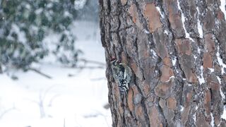 Winterhalter - a yellow bellied sap sucker pecking a tree in winter | Trending HD Video