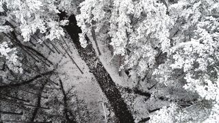 Winter Coat - an aerial footage of a snow covered forest | Trending HD Video