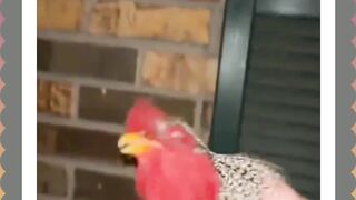 Funny Animals 49
