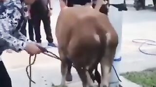 Tutorial Jatuh Sapi Sebelum di Potong Aman Cepat