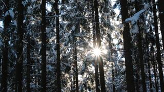 Winter Coat - winter sunlight streaming through snowy forest | Trending HD Video