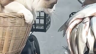 look cat #shortvideo #cat