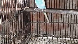 The parrot sitting