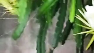 A pitaya, também chamada de fruta-do-dragão, é uma cactácea exótica que encanta com sua beleza e sabor.