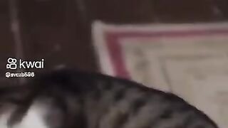 غضب القطط