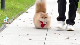 So Cute 7
