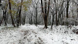 Winterhalter - snow falling on trees | Trending HD Video