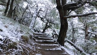 Winter Coat - misty winter forest path in patagonia | Trending HD Video