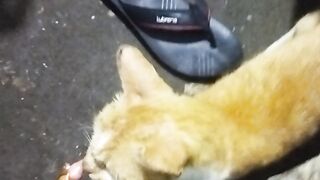 Nemu anak kucing