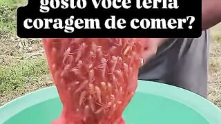 Você teria coragem de comer Gafanhoto