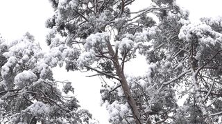 Winterhalter - id | Trending HD Video 38