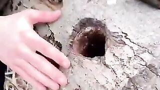 How to survive in the forest.mp4.2026