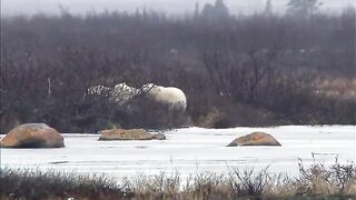 8 Animals Surviving Extreme Winter.mp4.2026