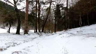 The Shy Snow Woman and the Cursed Ring - video of forest covered in snow | Trending HD Video