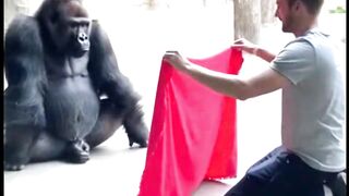 Gorilla Tries To Solve A Magic Trick #gorilla #magic #funnyreels #animalvideo #zoo