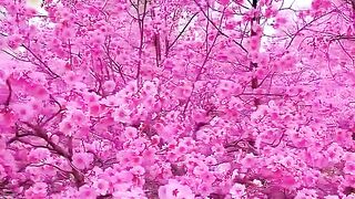 The flowers of love 3