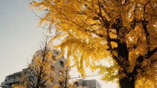 springgift