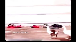 Dekh lega to samjhane