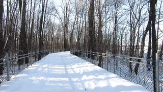 The Shy Snow Woman and the Cursed Ring - tracking shot of woods covered with snow | Trending HD