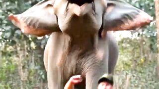 Elephant Attack at Forest Check Post #elephant #elephantattack #forest #checkpost
