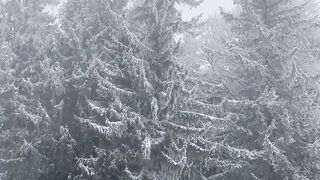 Snow boot - serene snow covered pine forest in winter | Trending HD Video 2