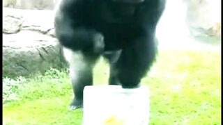 Ice Vs Gorilla- Ice Lost #WildlifeMoment #StrongestAnimals