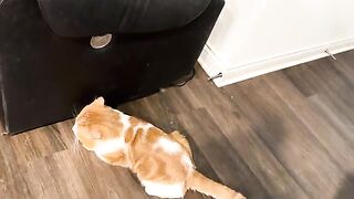 When you’re a one human cat