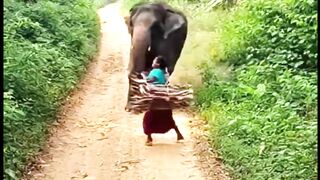 Elephant Attack at Forest #elephant #ElephantAttack #forest