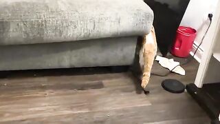 Boys cat