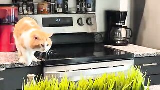 Adam cat