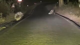 Funny video