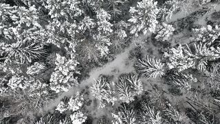 Snow boot - drone shot of snow covered trees | Trending HD Video 2